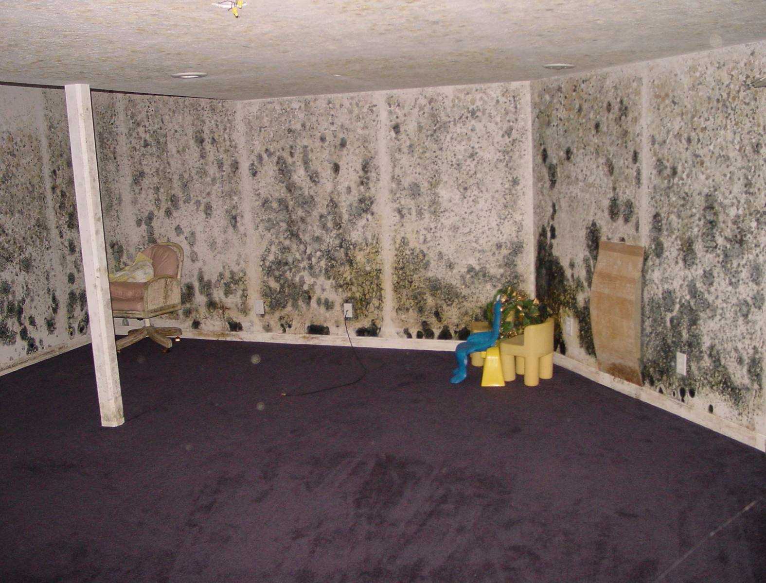 Indoor Air Quality Testing - Mold Walls